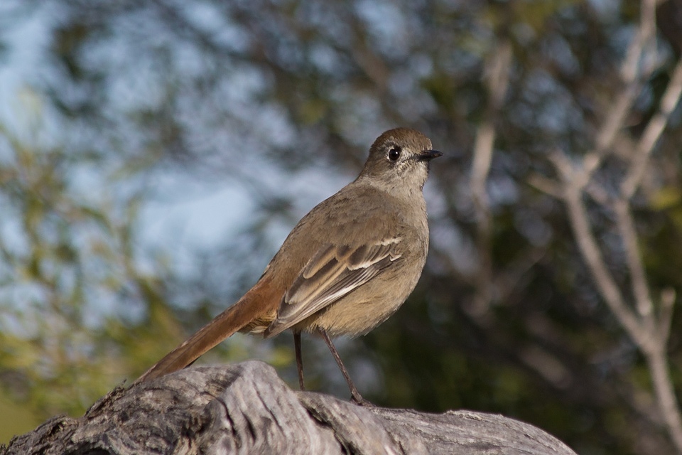 Southern Scrub-robin (Drymodes brunneopygia)